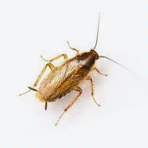 blatta germanica